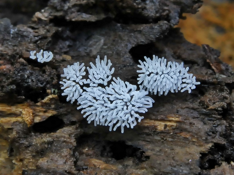 Ceratiomyxa fruticolosa